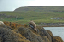1 Seals in Dunvegan Isle of Skye  11
